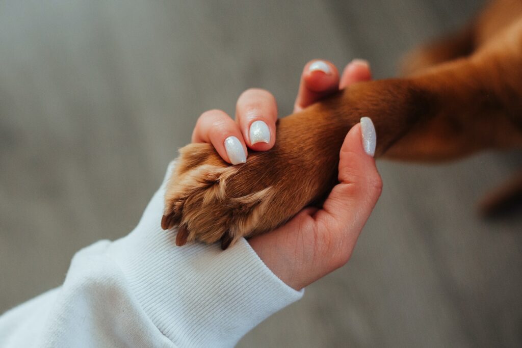 Essential Dog Care Tips for New Pet Owners