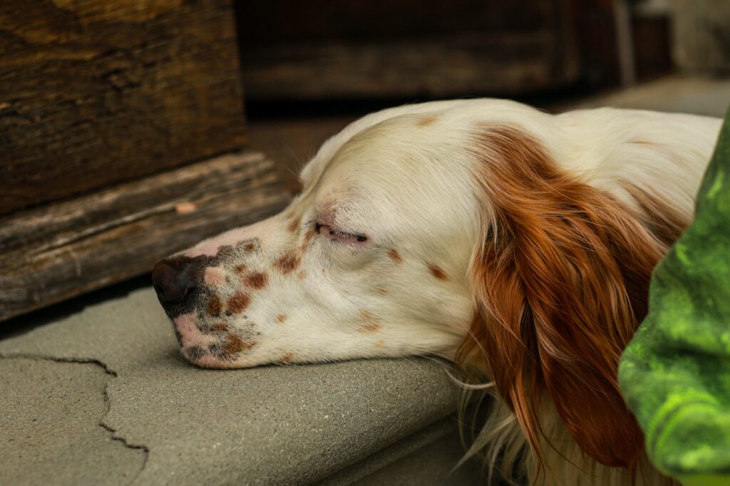 Can CBD Oil Help with Anxiety in Dogs?